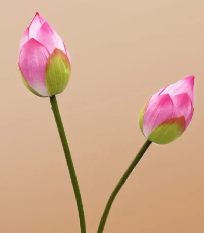 pink-lotus-flower-stem