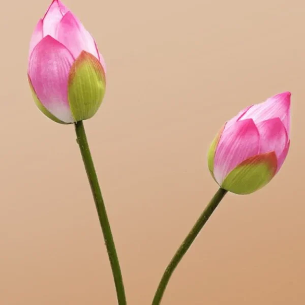 pink-lotus-flower-stem