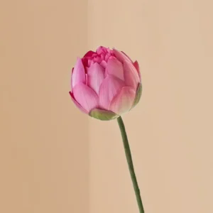 pink-lotus-flower-stem-for-quiet-floral-beauty