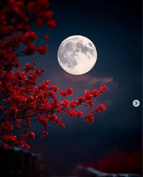 midnight-bloom-moon-wallpaper